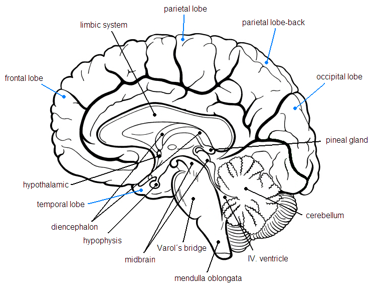 Лимбическая структура мозга. Лимбическая система головного мозга. Строение мозга лимбическая система. Строение лимбической системы головного мозга схема. Лобные доли и лимбическая система.