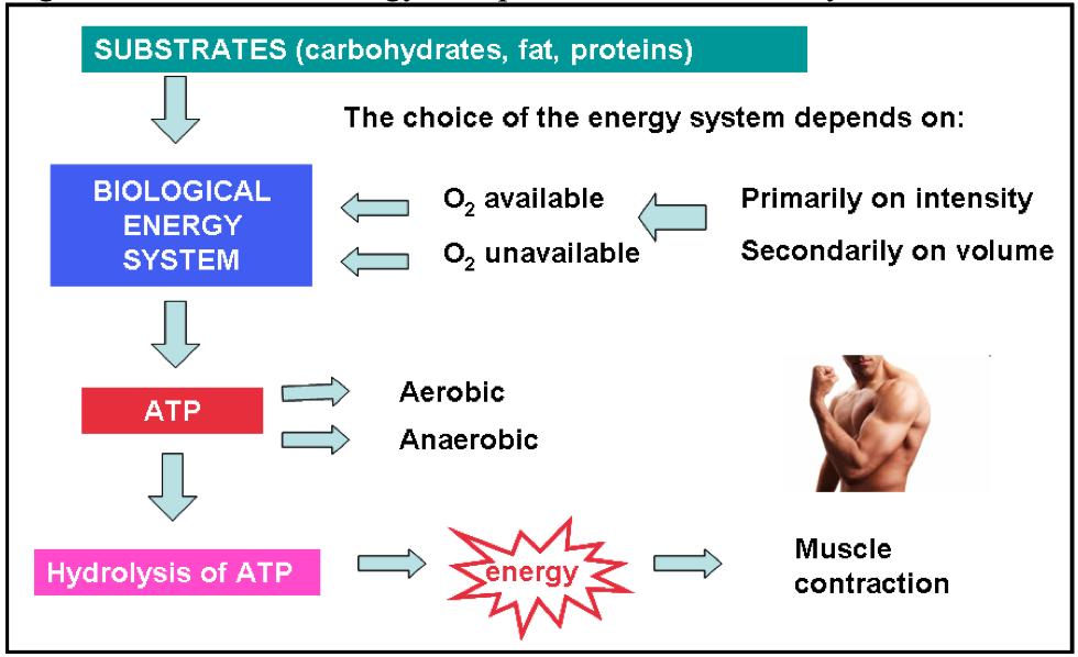 Atp resynthesis energy systems