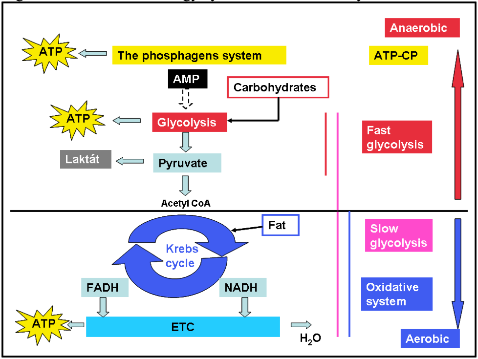 What is ATP resynthesis?