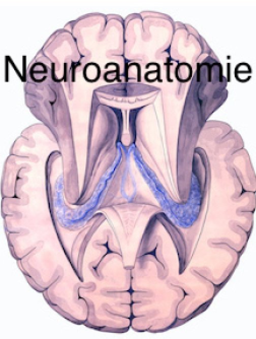 Neuroanatomie