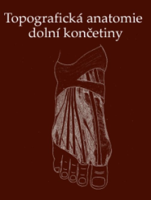 Topografická anatomie dolní končetiny