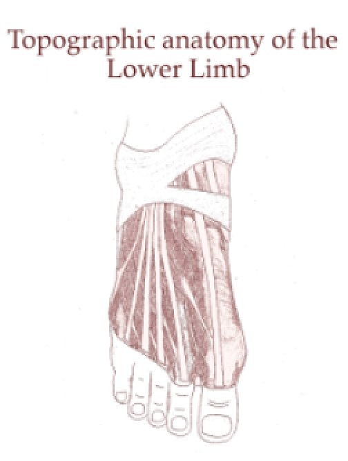 Topographic Anatomy of the Lower Limb